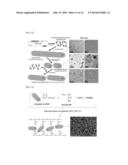 USE OF PROTEIN NANOPARTICLE BASED HYDROGEL diagram and image