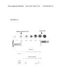 SCREENING METHODS FOR IDENTIFYING PLASMODIUM PROTEASES INHIBITORS diagram and image