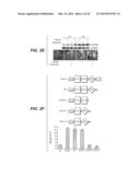 Compositions for Diagnosis and Therapy of Diseases Associated with     Aberrant Expression of Futrins (R-Spondins) and/or Wnt diagram and image