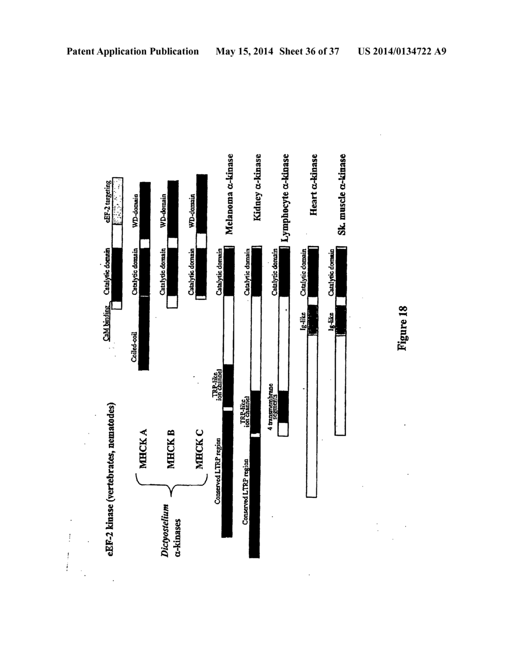 Mammalian alpha-kinase proteins, nucleic acids and diagnostic and     therapeutic uses thereof - diagram, schematic, and image 37