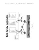 DEFINITIVE ENDODERM diagram and image