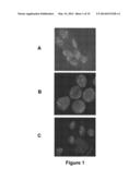 Method for the Cytological Analysis of Cervical Cells diagram and image