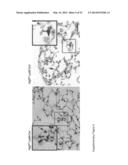 METHODS OF TREATING AUTOPHAGY-ASSOCIATED DISORDERS AND RELATED     PHARMACEUTICAL COMPOSITIONS, DIAGNOSTICS, SCREENING TECHNIQUES AND KITS diagram and image