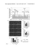 METHODS OF TREATING AUTOPHAGY-ASSOCIATED DISORDERS AND RELATED     PHARMACEUTICAL COMPOSITIONS, DIAGNOSTICS, SCREENING TECHNIQUES AND KITS diagram and image