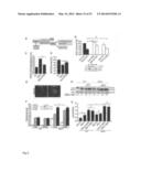 METHODS OF TREATING AUTOPHAGY-ASSOCIATED DISORDERS AND RELATED     PHARMACEUTICAL COMPOSITIONS, DIAGNOSTICS, SCREENING TECHNIQUES AND KITS diagram and image