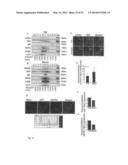 METHODS OF TREATING AUTOPHAGY-ASSOCIATED DISORDERS AND RELATED     PHARMACEUTICAL COMPOSITIONS, DIAGNOSTICS, SCREENING TECHNIQUES AND KITS diagram and image