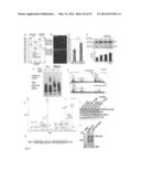 METHODS OF TREATING AUTOPHAGY-ASSOCIATED DISORDERS AND RELATED     PHARMACEUTICAL COMPOSITIONS, DIAGNOSTICS, SCREENING TECHNIQUES AND KITS diagram and image