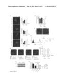 METHODS OF TREATING AUTOPHAGY-ASSOCIATED DISORDERS AND RELATED     PHARMACEUTICAL COMPOSITIONS, DIAGNOSTICS, SCREENING TECHNIQUES AND KITS diagram and image