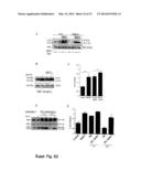 METHODS OF TREATING AUTOPHAGY-ASSOCIATED DISORDERS AND RELATED     PHARMACEUTICAL COMPOSITIONS, DIAGNOSTICS, SCREENING TECHNIQUES AND KITS diagram and image