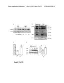 METHODS OF TREATING AUTOPHAGY-ASSOCIATED DISORDERS AND RELATED     PHARMACEUTICAL COMPOSITIONS, DIAGNOSTICS, SCREENING TECHNIQUES AND KITS diagram and image