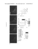 METHODS OF TREATING AUTOPHAGY-ASSOCIATED DISORDERS AND RELATED     PHARMACEUTICAL COMPOSITIONS, DIAGNOSTICS, SCREENING TECHNIQUES AND KITS diagram and image