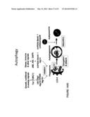 METHODS OF TREATING AUTOPHAGY-ASSOCIATED DISORDERS AND RELATED     PHARMACEUTICAL COMPOSITIONS, DIAGNOSTICS, SCREENING TECHNIQUES AND KITS diagram and image