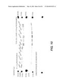 NOVEL EZRIN INHIBITORS AND METHODS OF MAKING AND USING diagram and image