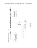 HYBRID LIGHT CHAIN MICE diagram and image