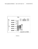 METHOD TO IDENTIFY ASIAN SOYBEAN RUST RESISTANCE QUANTITATIVE TRAIT LOCI     IN SOYBEAN AND COMPOSITIONS THEREOF diagram and image