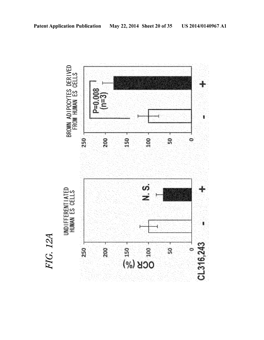 PLURIPOTENT STEM CELL-DERIVED BROWN ADIPOCYTES, PLURIPOTENT STEM     CELL-DERIVED CELL AGGREGATE, METHOD FOR PRODUCING SAME, AND CELL THERAPY     AND MEDICAL THERAPY THEREFOR - diagram, schematic, and image 21