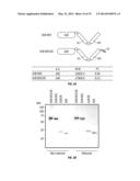 SERINE PROTEASE MOLECULES AND THERAPIES diagram and image