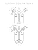 SERINE PROTEASE MOLECULES AND THERAPIES diagram and image