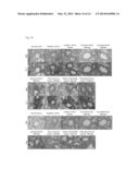 COMPOSITION COMPRISING HERBAL EXTRACTS OR FERMENTED PRODUCTS THEREOF     HAVING LACTIC ACID BACTERIA FOR PREVENTING OR TREATING RESPIRATORY     DISEASES diagram and image