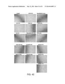 Manufacturing and Purification Processes of Complex Protein found in     Fraction IV to make a separated Apo, Transferrin, and Alpha 1 Anti     strepsin (A1AT) or A combined Transferrin/Apo/Human Albumin/A1AT and all     new found proteins diagram and image