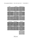 Manufacturing and Purification Processes of Complex Protein found in     Fraction IV to make a separated Apo, Transferrin, and Alpha 1 Anti     strepsin (A1AT) or A combined Transferrin/Apo/Human Albumin/A1AT and all     new found proteins diagram and image