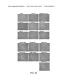 Manufacturing and Purification Processes of Complex Protein found in     Fraction IV to make a separated Apo, Transferrin, and Alpha 1 Anti     strepsin (A1AT) or A combined Transferrin/Apo/Human Albumin/A1AT and all     new found proteins diagram and image