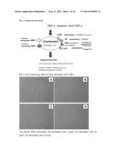 CELL-BASED ASSAY FOR ASSESSING TNF ALPHA INHIBITORS diagram and image