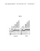 SINGLE-CHAIN MULTIVALENT BINDING PROTEINS WITH EFFECTOR FUNCTION diagram and image