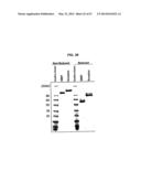 SINGLE-CHAIN MULTIVALENT BINDING PROTEINS WITH EFFECTOR FUNCTION diagram and image