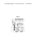 SINGLE-CHAIN MULTIVALENT BINDING PROTEINS WITH EFFECTOR FUNCTION diagram and image