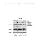 SINGLE-CHAIN MULTIVALENT BINDING PROTEINS WITH EFFECTOR FUNCTION diagram and image