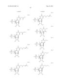 MODIFIED POLYNUCLEOTIDES ENCODING SEPTIN-4 diagram and image