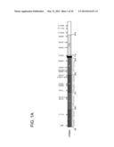 USE OF ERBB4 AS A PROGNOSTIC AND THERAPEUTIC MARKER FOR MELANOMA diagram and image