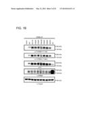 USE OF ERBB4 AS A PROGNOSTIC AND THERAPEUTIC MARKER FOR MELANOMA diagram and image