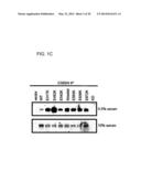 USE OF ERBB4 AS A PROGNOSTIC AND THERAPEUTIC MARKER FOR MELANOMA diagram and image