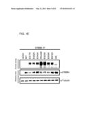 USE OF ERBB4 AS A PROGNOSTIC AND THERAPEUTIC MARKER FOR MELANOMA diagram and image