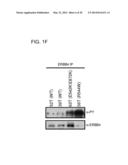 USE OF ERBB4 AS A PROGNOSTIC AND THERAPEUTIC MARKER FOR MELANOMA diagram and image