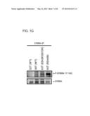 USE OF ERBB4 AS A PROGNOSTIC AND THERAPEUTIC MARKER FOR MELANOMA diagram and image