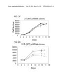 USE OF ERBB4 AS A PROGNOSTIC AND THERAPEUTIC MARKER FOR MELANOMA diagram and image