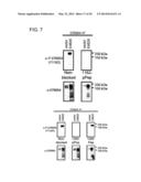 USE OF ERBB4 AS A PROGNOSTIC AND THERAPEUTIC MARKER FOR MELANOMA diagram and image