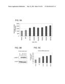 USE OF ERBB4 AS A PROGNOSTIC AND THERAPEUTIC MARKER FOR MELANOMA diagram and image