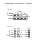 USE OF ERBB4 AS A PROGNOSTIC AND THERAPEUTIC MARKER FOR MELANOMA diagram and image