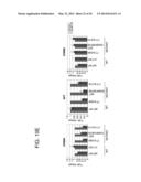 USE OF ERBB4 AS A PROGNOSTIC AND THERAPEUTIC MARKER FOR MELANOMA diagram and image