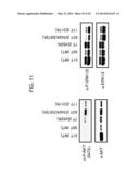 USE OF ERBB4 AS A PROGNOSTIC AND THERAPEUTIC MARKER FOR MELANOMA diagram and image