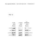 USE OF ERBB4 AS A PROGNOSTIC AND THERAPEUTIC MARKER FOR MELANOMA diagram and image