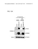 USE OF ERBB4 AS A PROGNOSTIC AND THERAPEUTIC MARKER FOR MELANOMA diagram and image