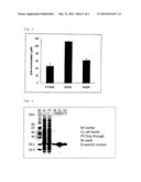 HYDROGEN PEROXIDE RESISTANCE-IMPARTING GENE AND METHOD FOR USING SAME diagram and image