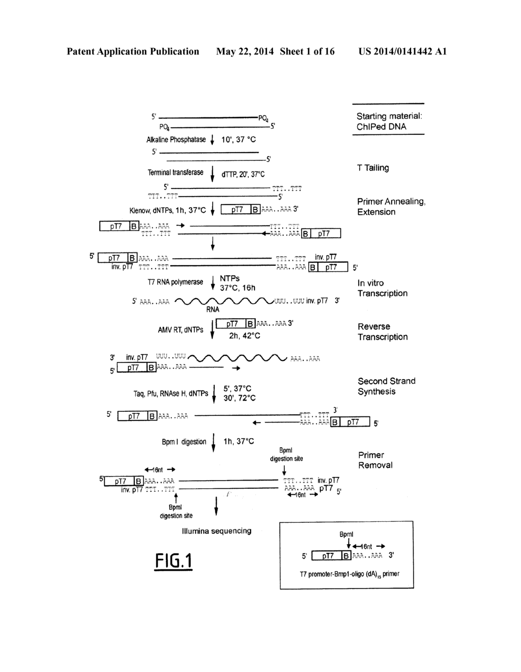 LINEAR DNA AMPLIFICATION - diagram, schematic, and image 02