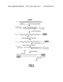 LINEAR DNA AMPLIFICATION diagram and image