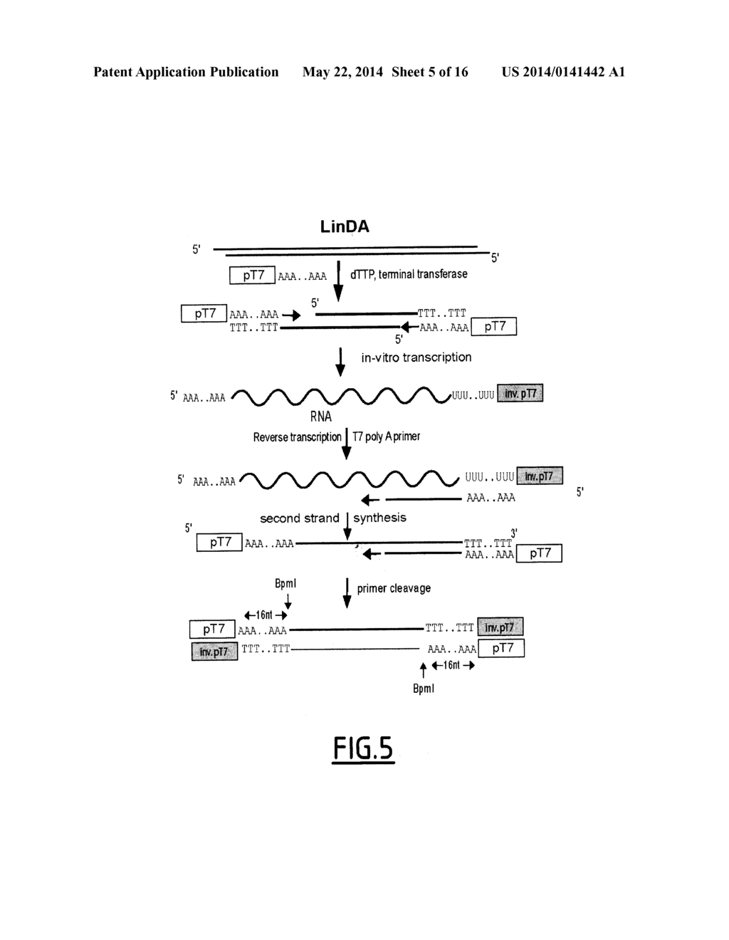 LINEAR DNA AMPLIFICATION - diagram, schematic, and image 06